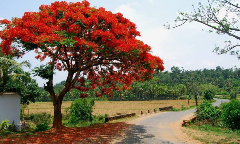 Garden Basket Hubb Gulmohar Seeds/Ornamental tree seed/Avenue Tree seed/Delonix regia seed Seed(50 per packet)