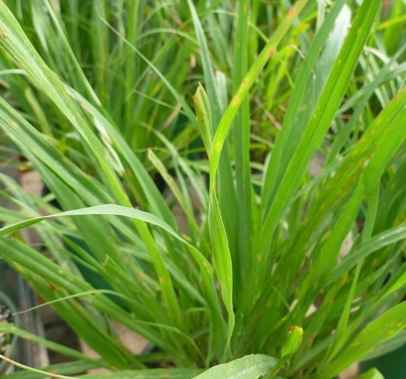 20 Semillas De Hierba Limon Lemon Grass Cymbopogon Flexuosus - La - Foto 5