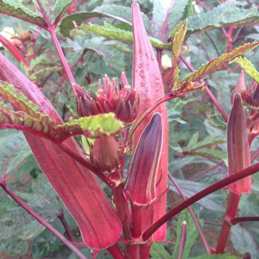 CYBEXIS Rare Red Okra Seeds200 Seeds Seed Price in India Buy CYBEXIS