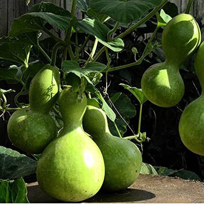 KANAYA Bottle Gourd, Round Lauki/Dudhi, Lagenaria Siceraria, Vegetable