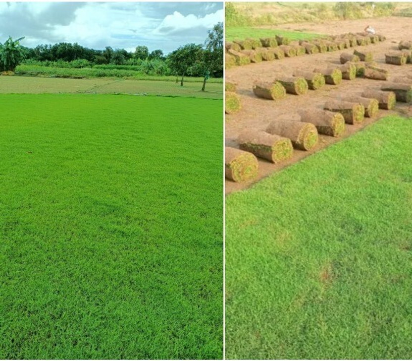 Arshiayat grass seeds for lawn Seed(8500 per packet)
