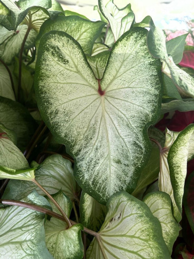 Radha Radha Krishna Agriculture ® Imported Aaron Caladium Beautiful Leafy Bulbs For Your Garden Seed(20 per packet) - Flipkart Deal