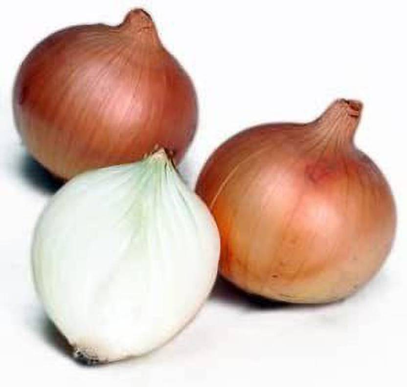 WILLVINE LXI449 Sweet Yellow Spanish Onion Allium Cepa3000 Seeds Seed