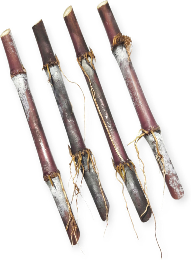 Pran Poriyal Australian Red Napier Multi Node Hybrid Fodder Grass Cuttings Slips Sticks Seed(25 per packet)