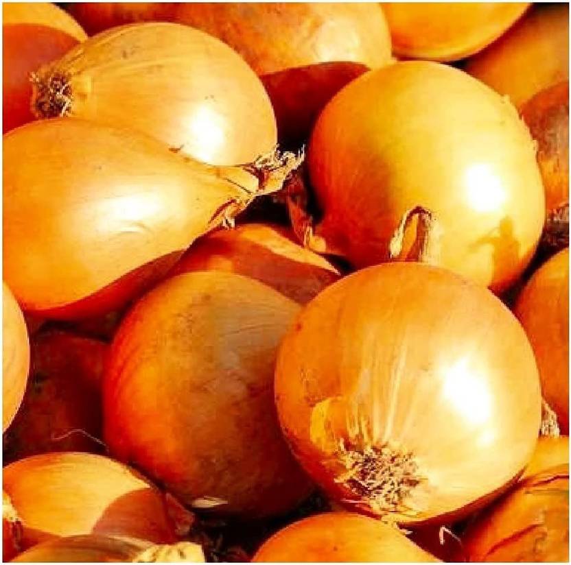 WILLVINE XLR13 Yellow Sweet Spanish Onion Seeds3000 Seeds Seed Price