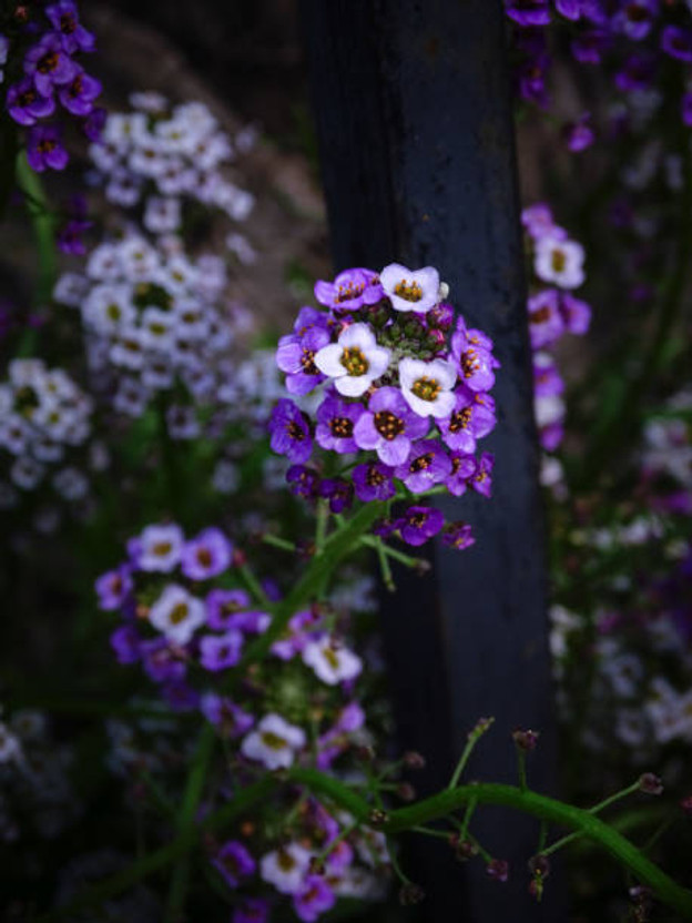 Qualitvate Mixed Color Alyssum Seeds for Hobby Gardeners Seed(50 per packet)