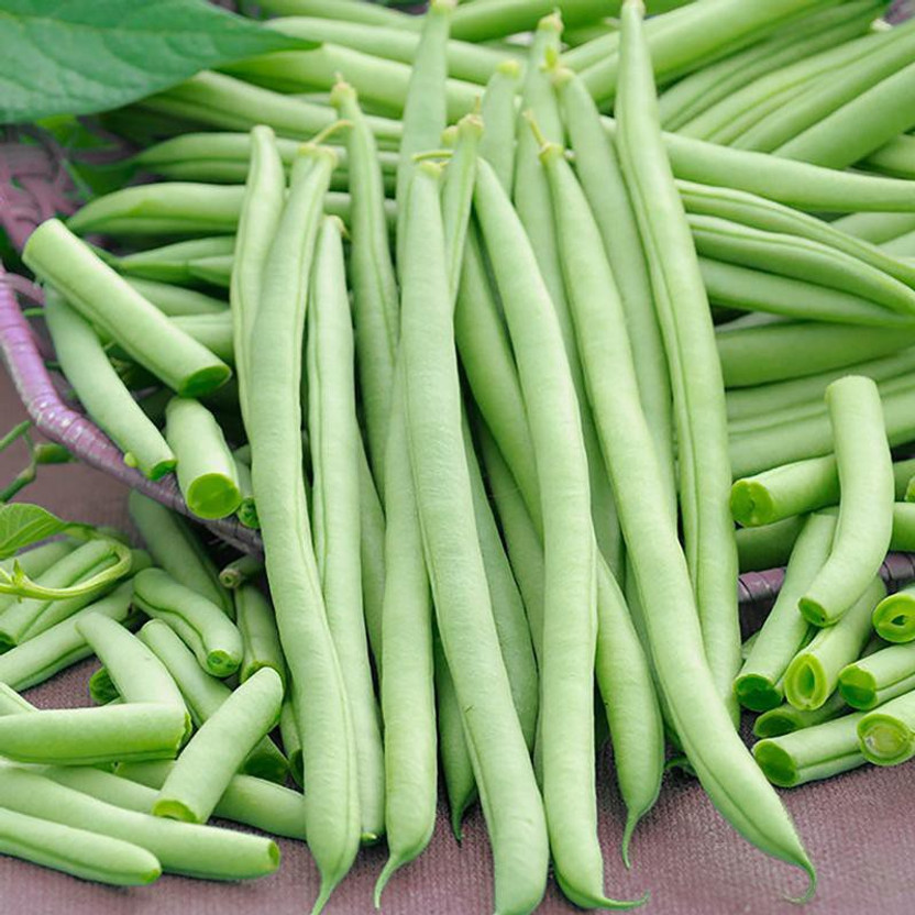 SEMPA French Bean Cobra Seed(100 per packet)