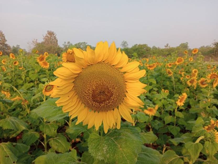 Arko Sunflower Seeds for 1 Kg Farming, Seed Price in India Buy Arko