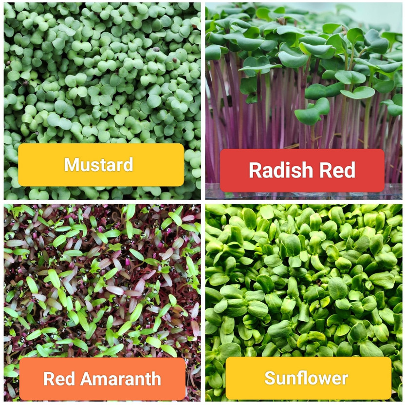 GreensWale GreensWale Pack of 4 Microgreens Seeds, Non-GMO, Non-Hybrid, Pesticides-Free, 25g each Seed(100 g) - Flipkart Deal