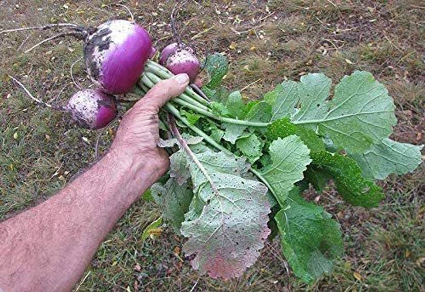 KANAYA Turnip (Shalgam ke Beej) Hybrid Vegetable Seed Price in India