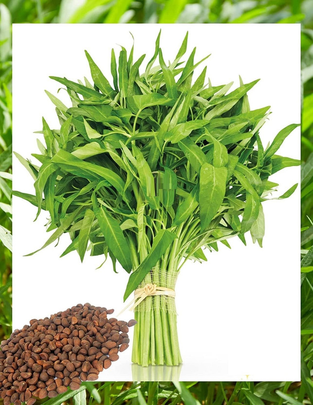 Biosnyg Biosnyg Water Spinach or Kalmi Saag (Ground)-100 Seeds/5g Seed(100 per packet) - Flipkart Deal