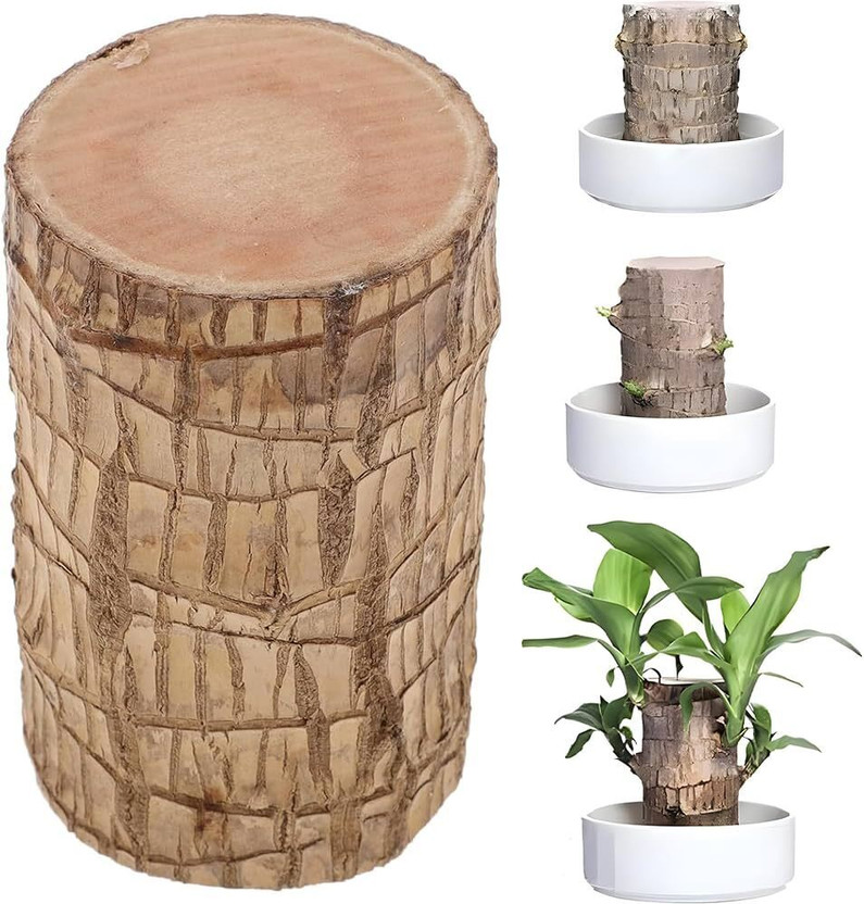 Brazilian lucky wood Mini Brazalian wood  sapling(Pack of 2)