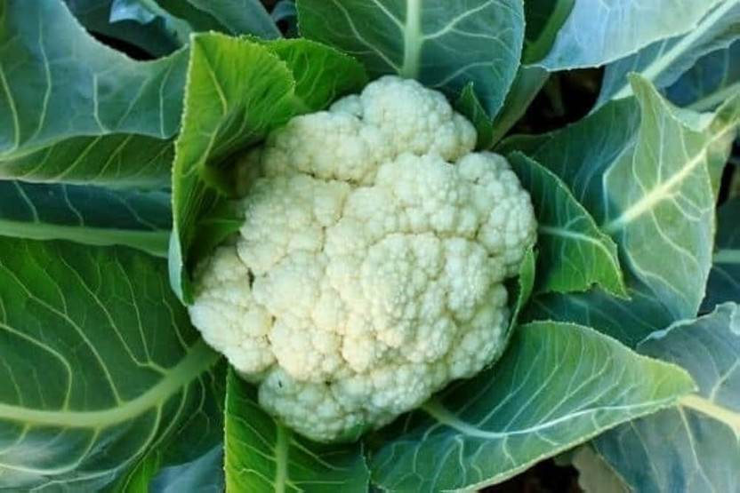 ARIAANAM ARIAANAM Cauliflower hybrid Gobi vegetable Seed(26 per packet) - Flipkart Deal