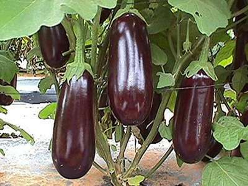 Silba Silba Ringan, Eggplant, Vankaya Seed(2000 per packet) - Flipkart Deal