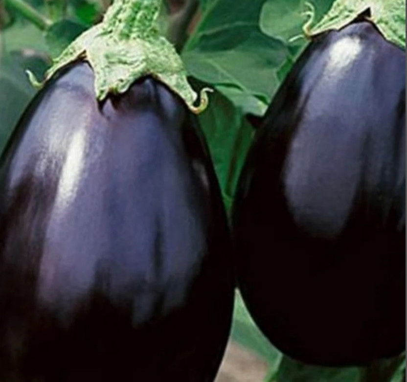 UGRA Black Beauty Eggplant/Brinjal Seed(400 per packet)