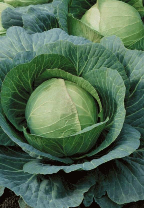 MYLAWN Ball Head Cabbage Seed Price in India Buy MYLAWN Ball Head