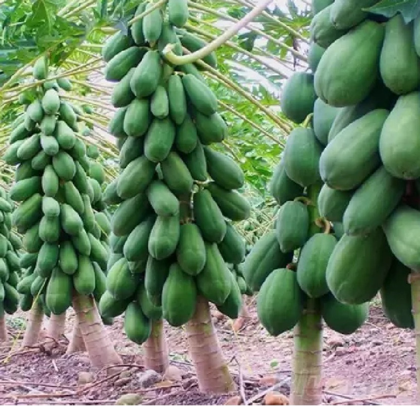 BJUBAS BJUBAS Red lady papaya f1 hybrid seeds For Home Garden Seed(160 per packet) - Flipkart Deal
