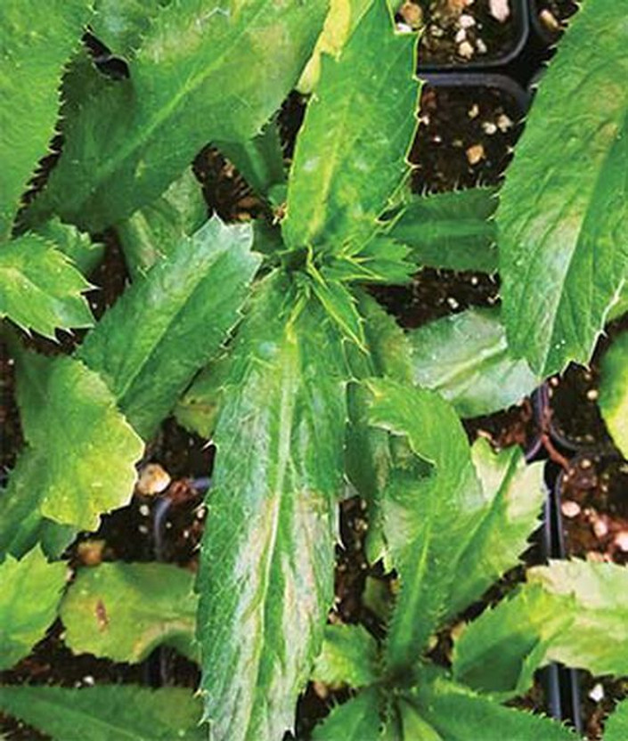 KNESSiN Mexican Culantro, Common Coriander Seed(250 per packet)