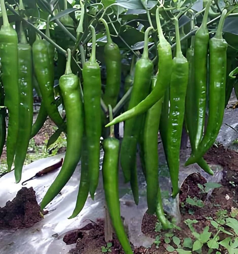 LIFELEX Best Hybrid Chilli Seed(41 per packet)