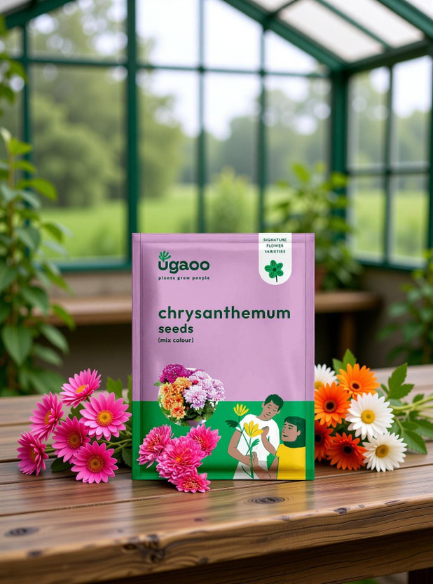 UGAOO UGAOO Chrysanthemum Flower Seed(200 per packet) - Flipkart Deal