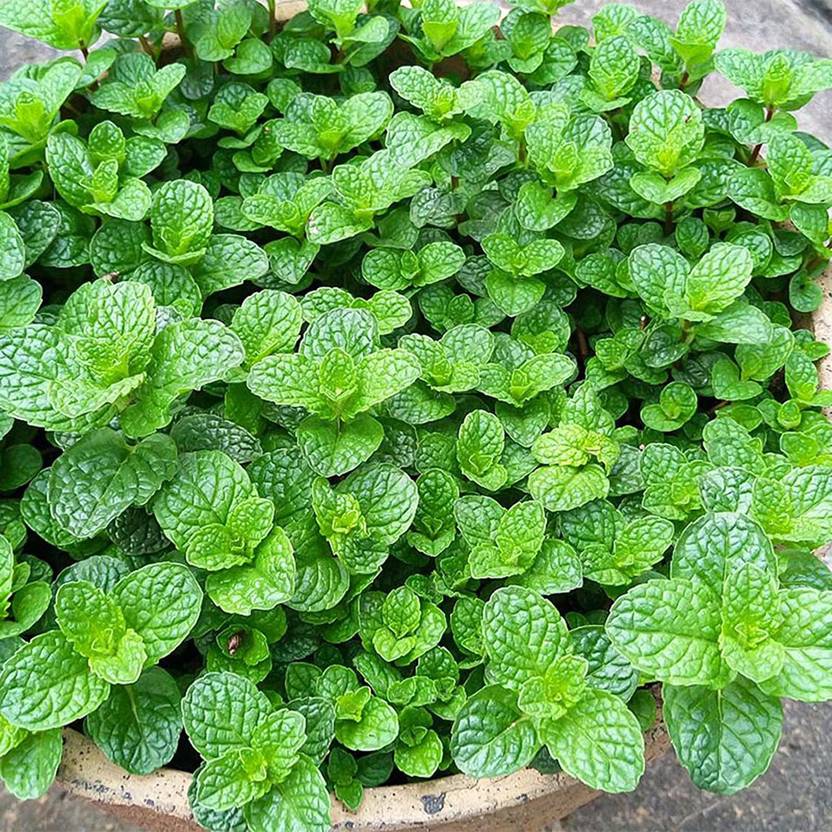 CYBEXIS Organic Hybrid Mint Seeds350 Seeds Seed Price in India Buy CYBEXIS Organic Hybrid