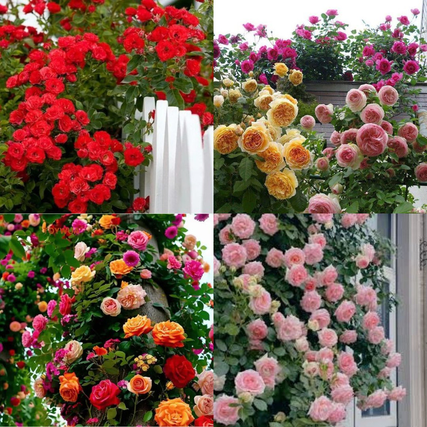 ibains Japanese Climbing Rose Flower Seeds no of seeds 33 Seed(33 per packet)
