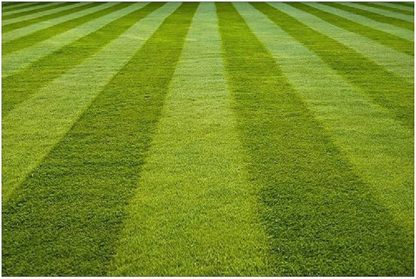 SMGOLD Lawn grass seeds for park,lawn grass seeds for garden Seed(2500 per packet)