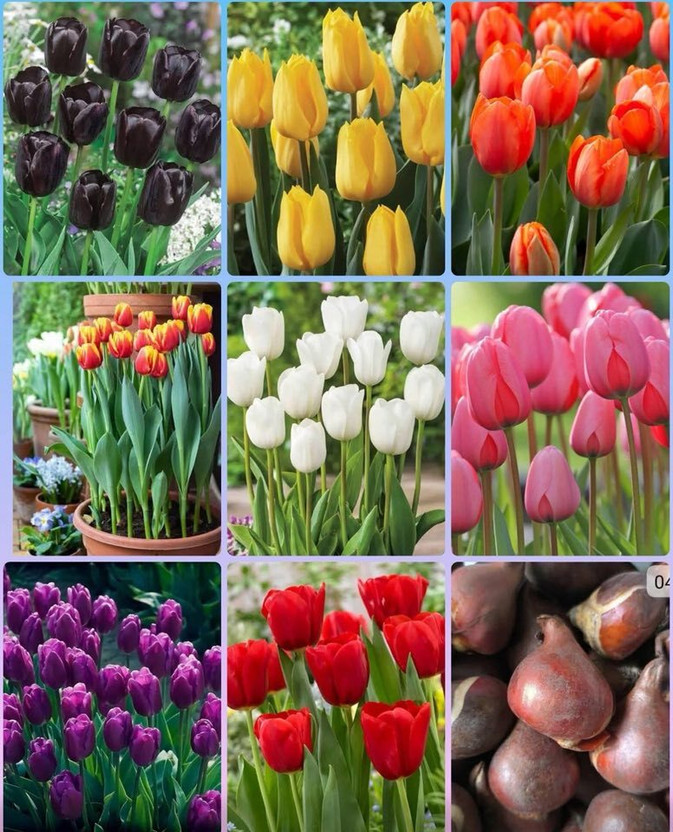 anandnurserys Flower plant seeds Seed(50 per packet)