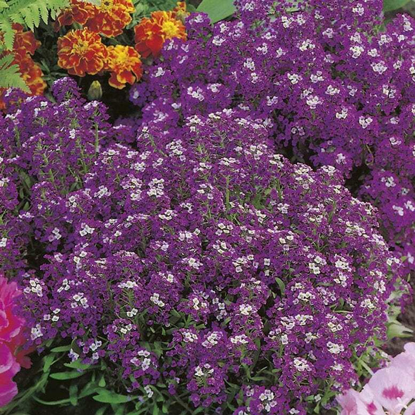 Qualitvate Buy Alyssum Violet Flower Seeds Online Seed(50 per packet)