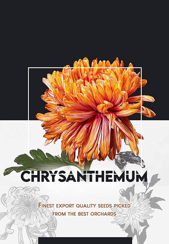 CYBEXIS Chrysanthemum (Guldaudi) Flower Seeds Seed Price in India Buy