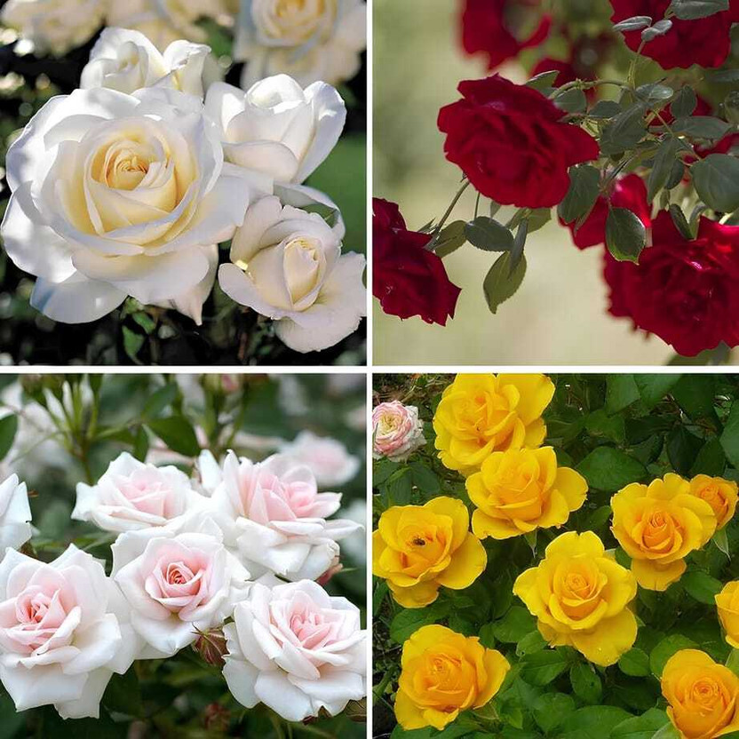 SEMINA VITA Mix Rose Gulab Flower Seeds - Fast Growing Hybrid Rose Seed Seed(35 per packet)