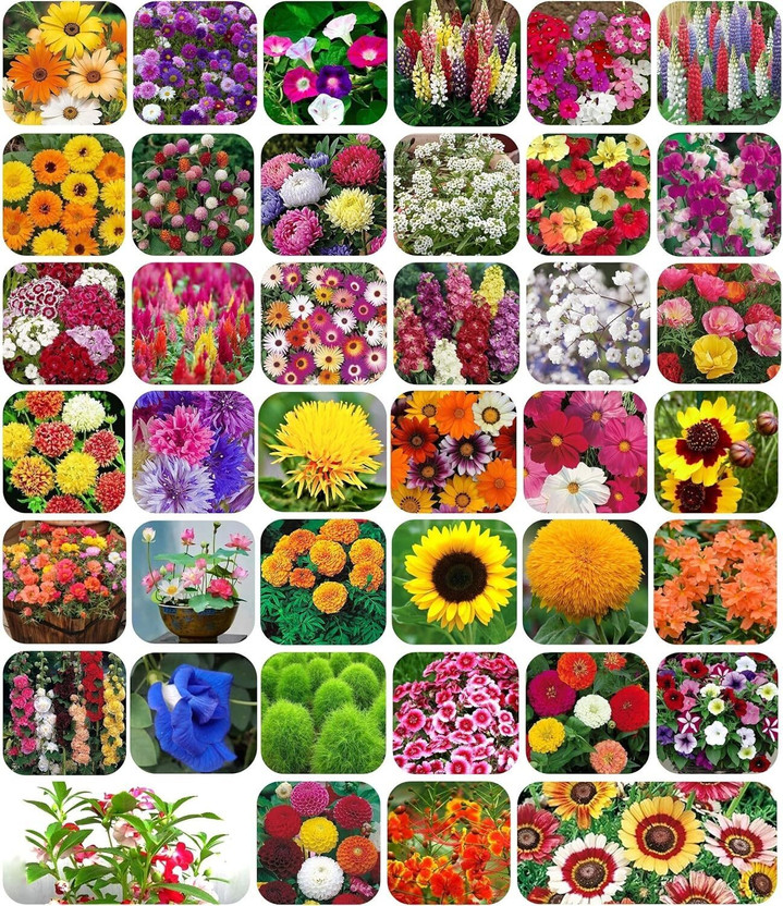 FLARE SEEDS 40 Variety Flowers Seeds Combo Pack Bloom Your Garden Seed(40 per packet)