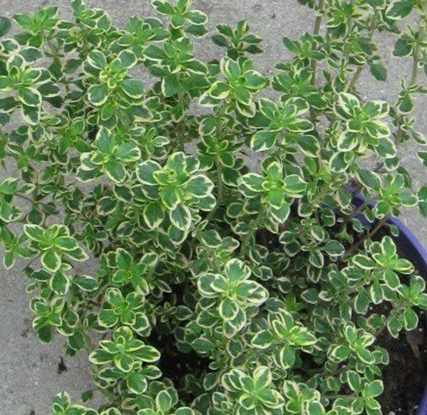 Willvine pau 256 golden lemon thyme seeds seed price in india buy