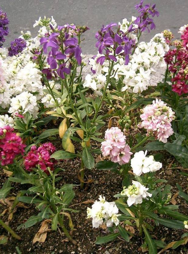 KANAYA Comman Stock Flower Seed Price in India Buy KANAYA Comman