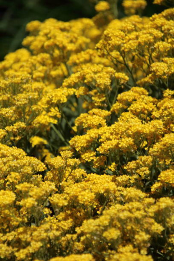 Qualitvate Buy Yellow Alyssum Flower Seeds Online Seed(50 per packet)
