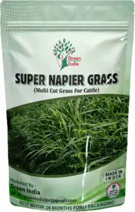Green India SUPER NAPIER GRASS Seed (100 g) Seed(100 g)