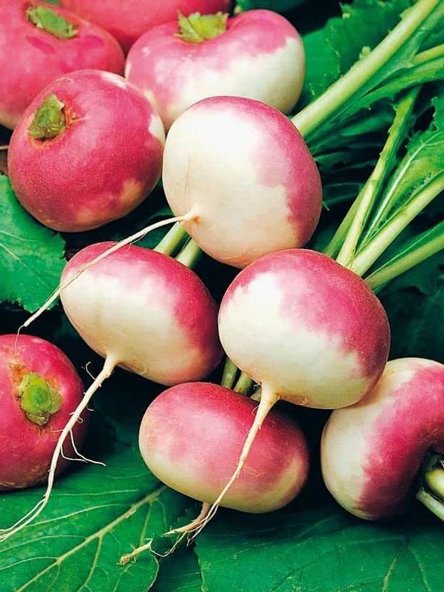 KANAYA Shalgam Hybrid Vegetable Seeds For Home Gardening Seed Price in