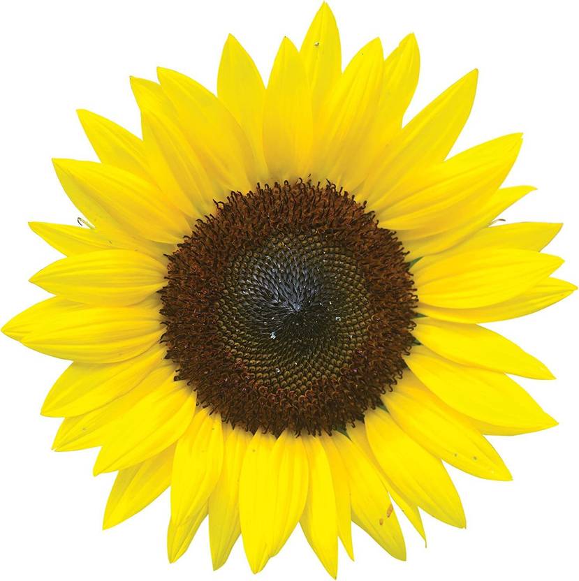 VibeX ® RXI224 Jua Maya Hybrid Sunflower Seeds Seed Price in India