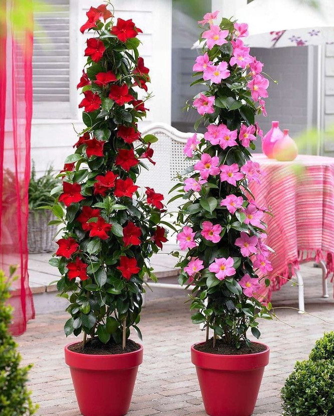 JDM Store Brazilian jasmine Seed(40 per packet)