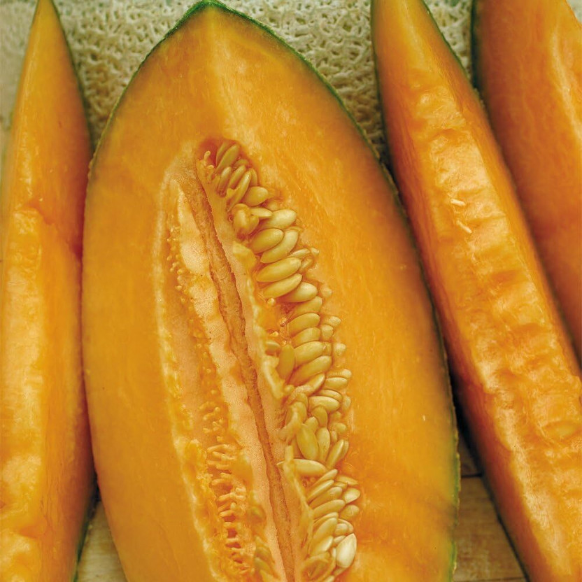 ActrovaX Seeds of Certified Organic Hale's Best Muskmelon [1000 Seeds] Seed(1000 per packet)