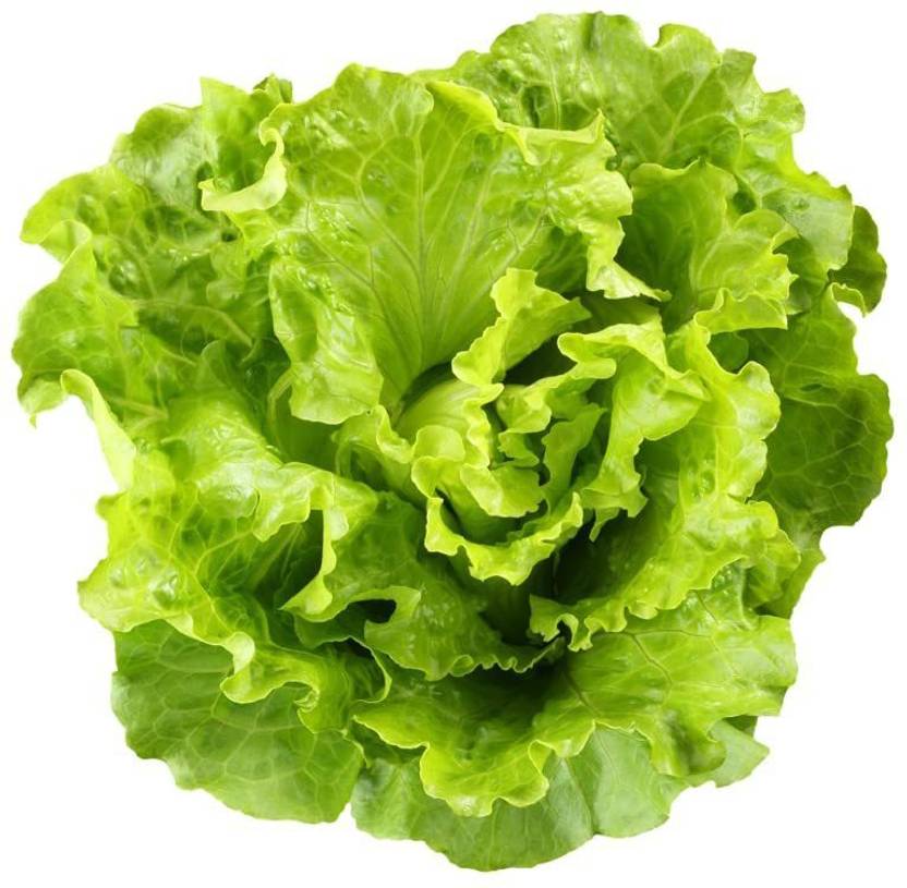 JRYU Lettuce Romaine Seeds for Home Garden Seed Price in India Buy