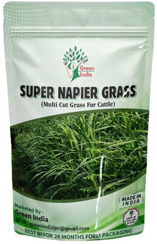 Green India super napier grass seed Seed(2500 per packet)