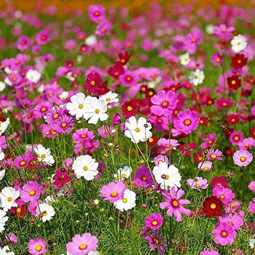 Epazo Cosmos Scrub Flower Seed(44 per packet)