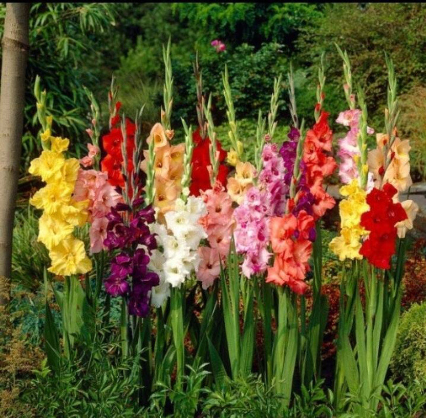 Vinayak Vinayak Pesticides Gladilous mixed flower bulbs pack of 5 Seed(1 per packet) - Flipkart Deal