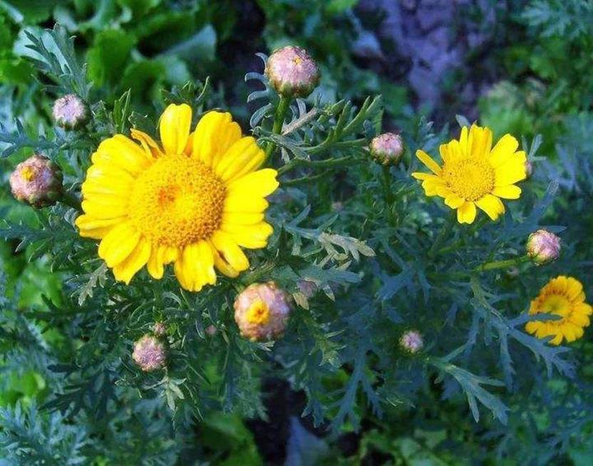 CYBEXIS Crown Daisy Chrysanthemum coronarium Edible Organic Green Seed