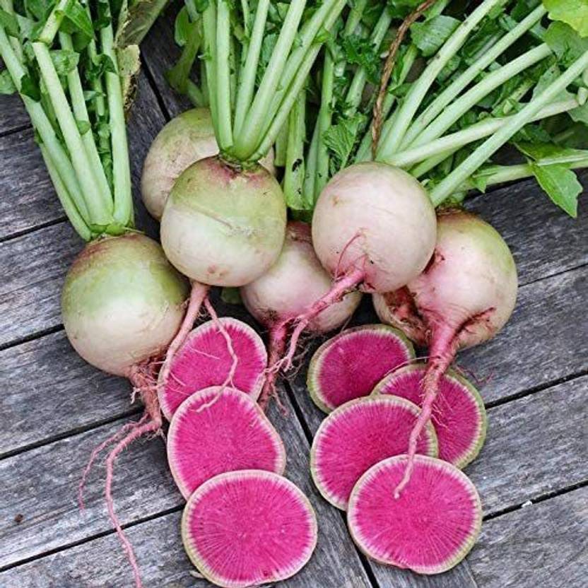 WILLVINE TLX571 Daikon Pink Glitter Misato Radish Seed Price in India
