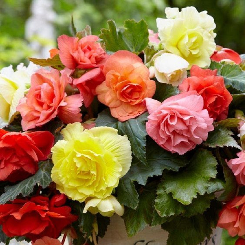 Vinayak Pestisides SVG® Begonia Mixed Flower Bulbs Imported Flower Bulbs Collections pack of 5 Seed(5 per packet)