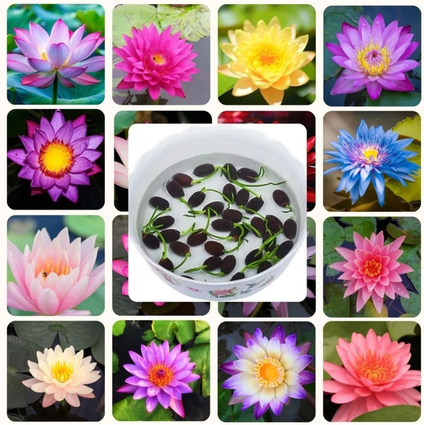 Shineshake Lotus Seed(20 per packet)