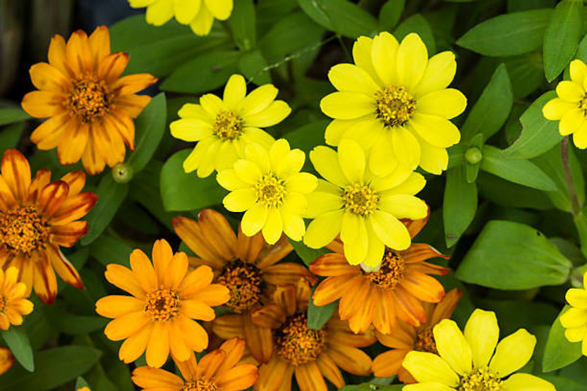 KNESSiN White Mix Peter Pan Zinnia DIY Garden Seeds Seed(50 per packet)