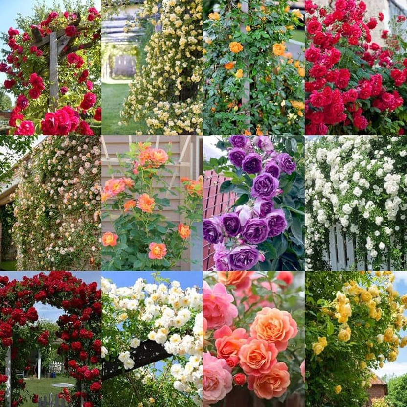 LIFELEX Mix Hybrid Climbing Rose Flower Seed(10 per packet)